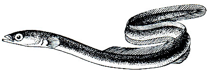 . 112.  ,   (Anguilla anguilla)