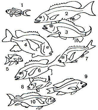  28. ,   : 1 -   (Caesio erythrogaster); 2 -   (Lutianus griseus); 3 -   (Lutianus apodus); 4 -   (Lutianus sebae); 5 -  () Lutianus sebae; 6 -   (L. Argentimaculatus); 7 - -   (Lutianus agenes); 8 -   (Lutianus gibbus); 9 -   (Lutianus analis); 10 -  (Pristipomoides filamentosus)