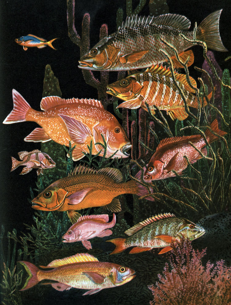  28. ,   : 1 -   (Caesio erythrogaster); 2 -   (Lutianus griseus); 3 -   (Lutianus apodus); 4 -   (Lutianus sebae); 5 -  () Lutianus sebae; 6 -   (L. Argentimaculatus); 7 - -   (Lutianus agenes); 8 -   (Lutianus gibbus); 9 -   (Lutianus analis); 10 -  (Pristipomoides filamentosus)