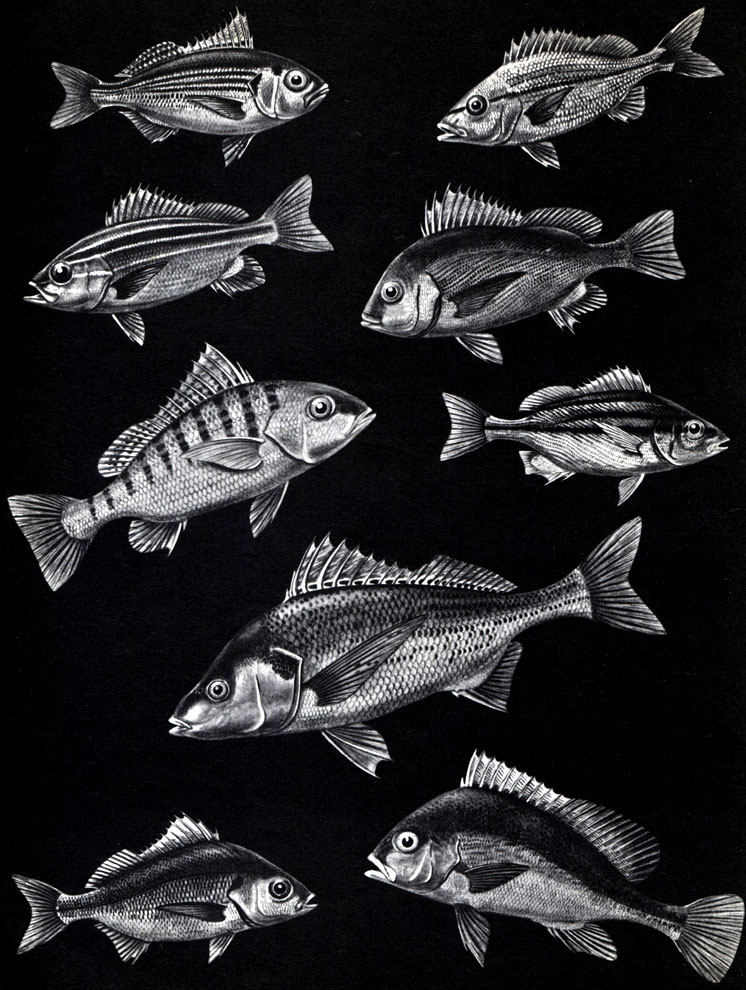  29. : 1	-  (Brachydeuterus auritus); 2 -  (Pomadasys incisus); 3 -   (Parapristipoma humile); 4 -   (Parapristipoma mediterraneum); 5 - - (Bathystoma aurolineatum); 6 -   (Pomadasys hasta); 7 -  - (Rhonciscus striatus); 7 -  (Pomadasys operculare); 8 -  (P. Olivaceum); 9 -  (Plectorhynchus pictus)