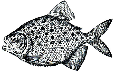 . 118.   (Rooseveltiella nattereri)