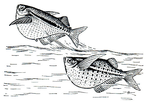 . 118.     (Gasteropelecus)
