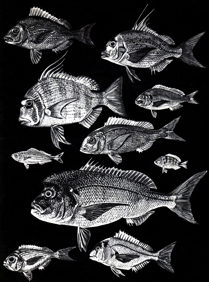  30. : 1 -  (Stenotomus chrysops); 2 -   (Pagrus ehrenbergi); 3 - - (Argyrops spinifer); 4 - ,   (Sparus aurata); 5 -   (Boops boops); 6 -   (Pagellus erythrinus); 7 - ,    (Diplodus annularis); 8 -   (Dentsx filosus); 9 -   (D. macrophthalmus); 10 -   (Pagrus pagrus)