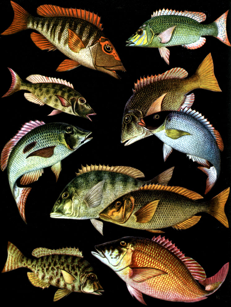  31. : 1 -   (Lethrinus chrysostomus); 2 -   (L. Nebulosus); 3 -   (L. Miniatus); 4 -   (L. Mahsena); 5 -   (L. Caeruleus); 6 - - (L. Harak); 7 - - (L. Nematacanthus); 8 -   (Lethrinus choerorhynchus); 9 -  ,  (L. fletus); 10 -   (L. Sanguineus)