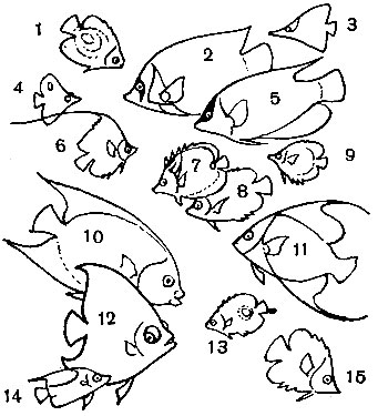  32. : 1 -   (Holacanthus nicobaricus); 2 -  - (Pomacanthus imperator); 3 - - (Forcipiger longirostris); 4 -  - (Chelmon rostratus); 5 -  (Pygoplites diacanthus); 6 -   (Heniochus acuminatus); 7 - - (Chaetodon lunula); 8 -  - (Chaetodon strigatus); 9 -  - (Chaetodon ocellatus); 10 -   (Holacanthus ciliaris); 11 -  - (Pomacanthus arcuatus); 12 -  - (Pomacanthus ciliaris); 13 -  - (Chaetodon capistratus); 14 -  - (Ch. ephippium); 15 -  - (Ch. semicirculatus)