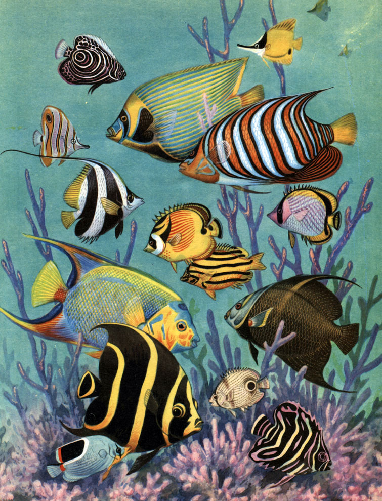  32. : 1 -   (Holacanthus nicobaricus); 2 -  - (Pomacanthus imperator); 3 - - (Forcipiger longirostris); 4 -  - (Chelmon rostratus); 5 -  (Pygoplites diacanthus); 6 -   (Heniochus acuminatus); 7 - - (Chaetodon lunula); 8 -  - (Chaetodon strigatus); 9 -  - (Chaetodon ocellatus); 10 -   (Holacanthus ciliaris); 11 -  - (Pomacanthus arcuatus); 12 -  - (Pomacanthus ciliaris); 13 -  - (Chaetodon capistratus); 14 -  - (Ch. ephippium); 15 -  - (Ch. semicirculatus)