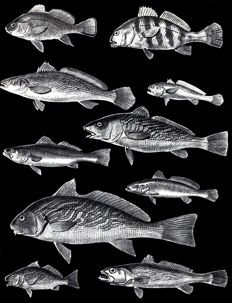  33. : 1 -   (Sciaena umbra); 2 -   (Pogonias chromis); 3 -   (Otolithes brachygnathus); 4 -   (Pseudosciaena ); 5 -   (Micropogon undulatus); 6 -   (Cynoscion striatus); 7 -   (Otolithes argenteus); 8 -  ,    (Umbrina cirrosa); 9 -   (Umbrina canosai); 10 -   (Otolithes ruber)