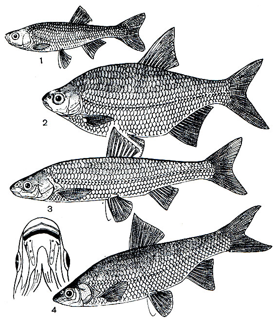 . 120. : (Blicca bjoerkna) 1 -  (Leucaspius delineatus); 2 - ; 3 -  (Leuciscus leuciscus); 4 -   (Chondrostoma nasus)
