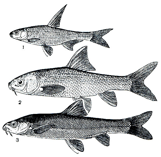 . 122. : 1 -  (Capoetobrama kuschakewitschi); 2 -  (Varicorhinus capoeta); 3 -  (Schizothorax intermedius)