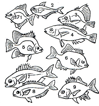  34. , ,   .: 1 - - (Monodactylus argenteus); 2 -  (Pempheris oualensis); 3 - - (Histiopterus typus); 4 -  (Pentaceros richardsoni); 5 -  (Scatophagus argus); 6 -  ,   (Oplegnatus fasciatus); 7 -   (Melambaphes zebra); 8 -   (Girella punctata); 9 -  (Coracinus multifasciatus)