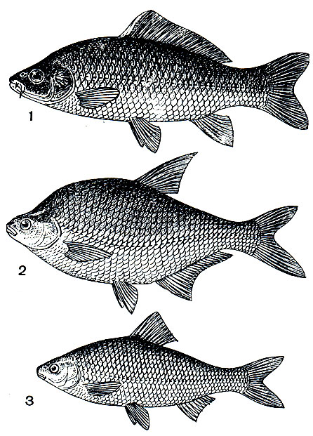 . 123. : 1 -  (Cyprinus carpio); 2 -  (Abramis brama); 3 -  (Rutilus rutilus caspius)
