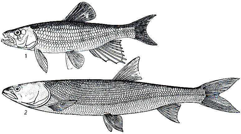 . 124. : 1 -  (Opsariichthys uncirostris); 2 -  (Elopichthys bambusa)