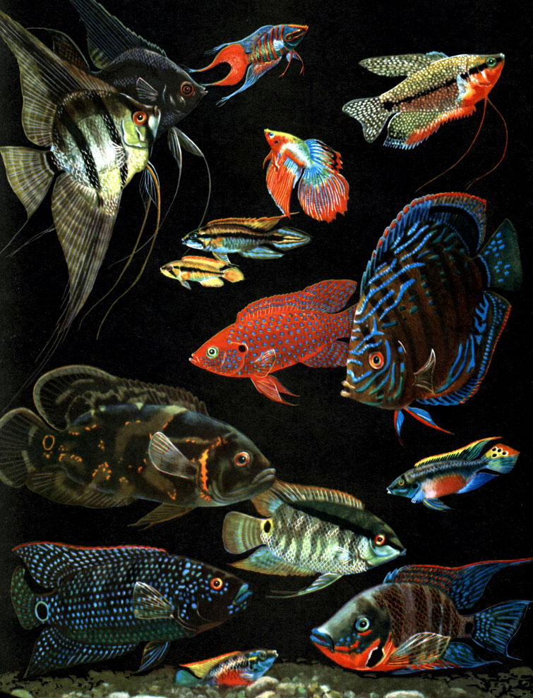  36.   : 1 -  (Macropodus opercularis); 2 -  ('')  (Trichogaster leeri); 3 -  (Betta splendens); 4 -  (Pterophyllum scalare); 5 -  (Pt. scalare,  ); 6 -  (Apistogramma agassizi, ); 7 -  , ; 8	-  (Hemichromis bimaculatus); 9 -  (Symphysodon discus); 10 -  (Astronotus ocellatus); 11 -   (Cichlasoma festivum); 12 -   (. biocellatum); 13 -   (. meeki); 14 -  (Pelmatochromis kribensis), ; 15 -  , 