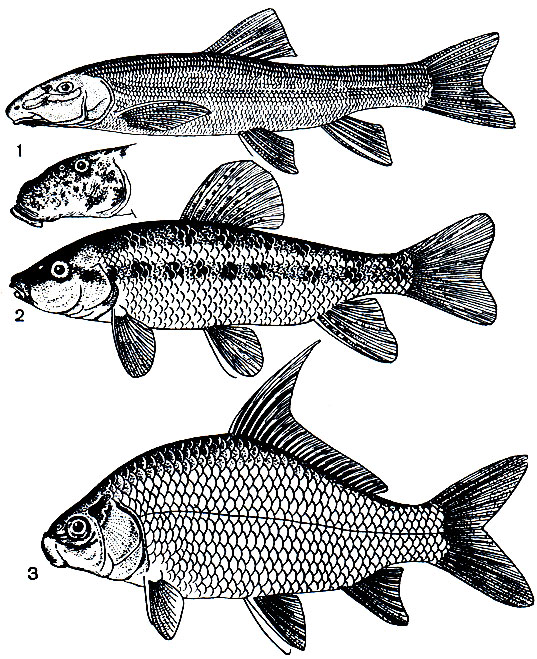 . 126.  : 1 -   (Catostomus catostomus)     (. nigricans); 2 - - (Erymyzon sucetta); 3 -  (Carpiodes velifer)