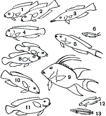  38.   -: 1, 2 - ,  - (Scarus taeniopterus),   ; 3 -  (Gomphosus varius); 4 - - (Anampses); 5, 6 -   (Thalassoma bifasciatum),      ; 7, 8 -  (Crenilabrus tinea),   ; 9 -   (Lachnolaimus maximus); 10 -   (Labrus ossifagus); 11 -   (Callyodon ovifrons); 12 -   (Coris angulata); 13 - -  (Fissylabrus)