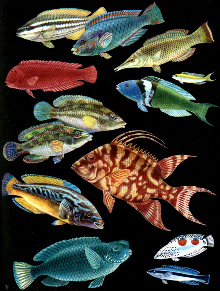  38.   -: 1,2 - ,  - (Scarus taeniopterus),   ; 3 -  (Gomphosus varius); 4 - - (Anampses); 5, 6 -   (Thalassoma bifasciatum),      ; 7, 8 -  (Crenilabrus tinea),   ; 9 -   (Lachnolaimus maximus); 10 -   (Labrus ossifagus); 11 -   (Callyodon ovifrons); 12 -   (Coris angulata); 13 - -  (Fissylabrus)