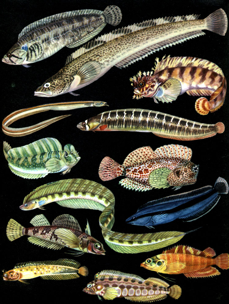  41.  : 1 -   (Stichaeopsis nana); 2 -   (Stichaeus nozawae); 3 -    (Chirolophis snyderi); 4 -  (Ptilichthys goodei); 5 -   (Pholis pictus); 6 -  - (Blennius pavo); 7 -  (Exallias brevis); 8 -  (Aspidontus taeniatus); 9 -  (Labrisomus nigricinctus); 10 -  (Acanthemblemaria chaplini); 11 -   (Neoclinus bryope); 12 -  (Tripterygion etheostoma); 13 -  (Xiphasia setifer)