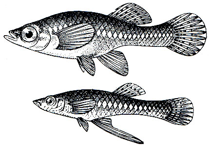 . 140.   (Gambusia affinis),  ()  
