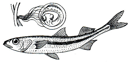 . 145.   (Atherina moclion pontica)   