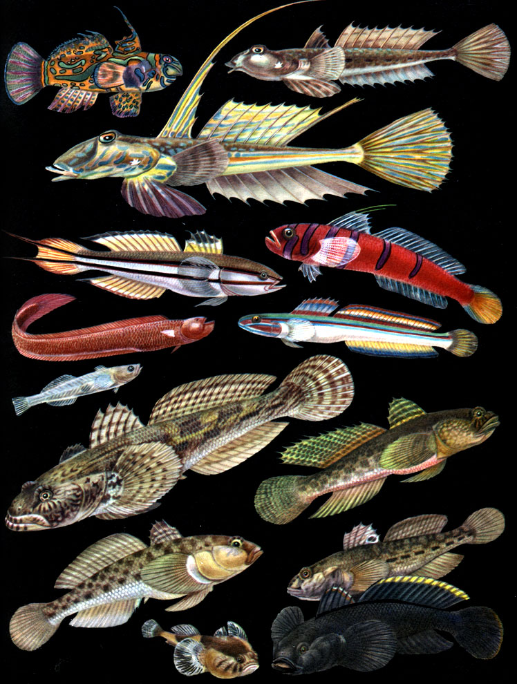  42. , : 1 -  (Synchiropus splendidus); 2, 3 - -,    (Callionymus lyra),    (): 4 -  (Eleotriodes helsdingeni); 5 -    (Lythrypnus dalli); 6 -  - (Trypauchen microcephalus); 7 -    (Pterogobius virgo); 8 - - (Aphya aphya); 9 - - (Mesogobius batrachocephalus); 10 - - (Gobius ophiocephalus); 11 - - (Neogobius fluviatilis); 12 -   (Benthophilus macrocephalus); 13, 14 - - (Neogobius melanostomus),    ()
