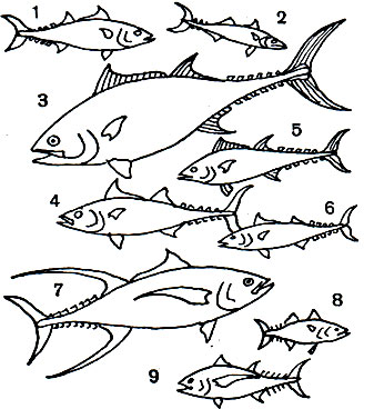  43. , : 1 -   (Katsuwonus pelamis); 2 -   (Scomber scombrus); 3 -   (Thunnus thynnus); 4 -   (Euthynnus alleteratus); 5 -   (Thunnus tonggol); 6 -   (Auxis thazard); 7 -   (Thunnus albacares); 8 - - (Rastrelliger kanagurta); 9 -   (Thunnus alalunga)
