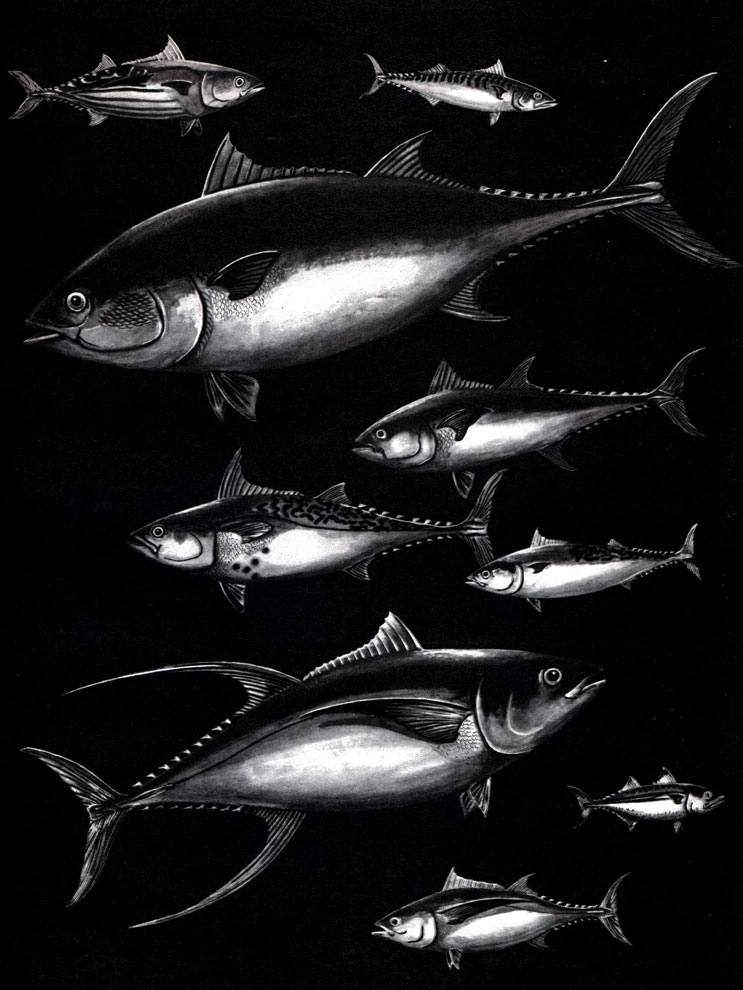  43. , : 1 -   (Katsuwonus pelamis); 2 -   (Scomber scombrus); 3 -   (Thunnus thynnus); 4 -   (Euthynnus alleteratus); 5 -   (Thunnus tonggol); 6 -   (Auxis thazard); 7 -   (Thunnus albacares); 8 - - (Rastrelliger kanagurta); 9 -   (Thunnus alalunga)