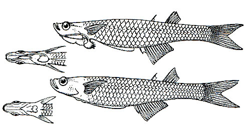 . 146.   (Neostethus amari- cola).  - ,  - 
