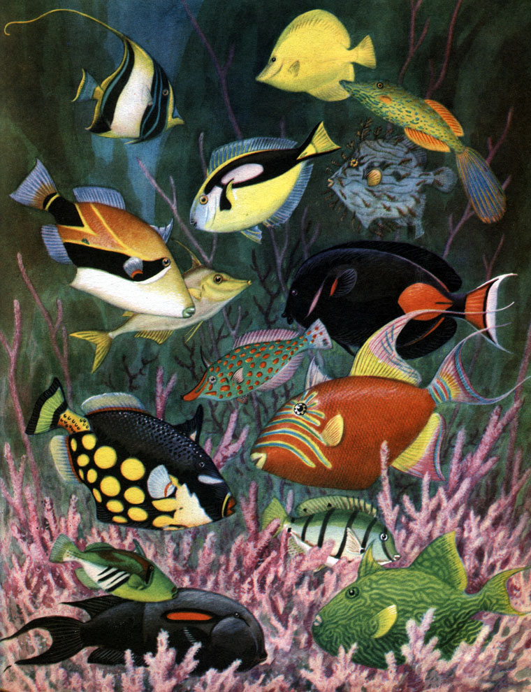  44. ,   : 1 -   (Zanclus cornutus); 2 -  -,   (Zebrasoma flavescens); 3 - - (Paracanthurus theuthis); 4 -   (Osbecki a scripta); 5 -   (Chaetoderma penicilligera); 6 -  (Rhinecanthus rectangulus); 7 -  (Triacanthus biaculeatus); 8 - - (Acanthurus achilles); 9 -   (Oxymonacanthus longirostris); 10 -   (Balistes conspicillum); 11 -   (Balistes vetula); 12 -   (Rhinecanthus aculeatus); 13 -   (Acanthurus triostegus); 14 -  - (A. olivaceus); 15 -   (Pseudobalistes fuscus)