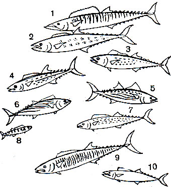  45. : 1 -  (Acanthocybium solandri); 2 -  - (Scomberomorus cavalla); 3 -    (Sc. maculatus); 4 -   (Sc. regalis); 5 -    (Sc. commersoni); 6, 8 -  (Sarda sarda), 6 - , 8 - ; 7 -    (Scomberomorus niphonius); 9 -   (Sc. concolor)