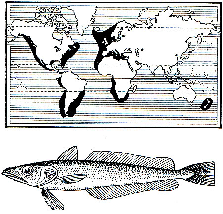 . 150.   (Merluccius merluccius)    
