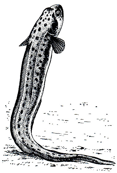 . 152.   (Otophidium taylori),    