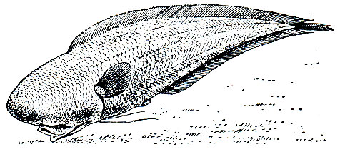 . 153.    -  (Typhlonus nasus)