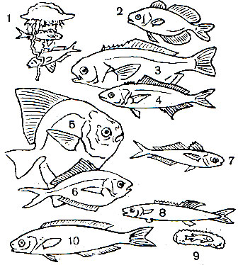  46. : 1 -  (Nomeug albula).     ;; 2 -   (Psenes pellucidus); 3 -  (Hyperoglyphe perciforma); 4 -   (Seriolella punctata); 5 -  ,  - (Partialis chinensis); 6 -  (Peprilus triacanthus); 7 -  (Cubiceps gracilis); 8, 9 -  (Tetragonurus cuvieri)      ; 10 -  (Centrolophus niger)