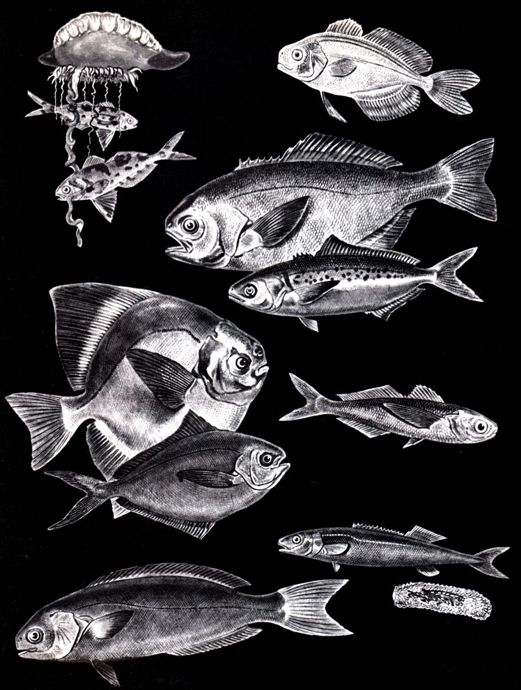  46. : 1 -  (Nomeug albula).     ;; 2 -   (Psenes pellucidus); 3 -  (Hyperoglyphe perciforma); 4 -   (Seriolella punctata); 5 -  ,  - (Partialis chinensis); 6 -  (Peprilus triacanthus); 7 -  (Cubiceps gracilis); 8, 9 -  (Tetragonurus cuvieri)      ; 10 -  (Centrolophus niger)