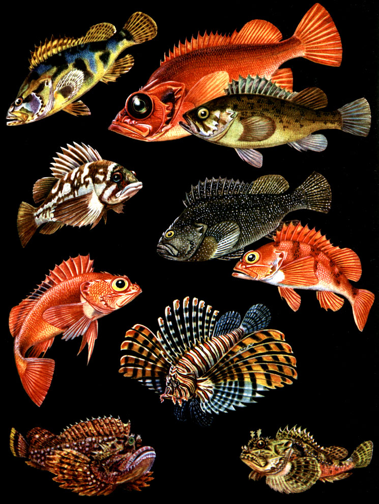  47. : 1 -   (Sebastes oblongus); 2 -    (Sebastes marinus); 3 -   (Sebastes schlegeli); 4 -   (Helicolenus hilgendorfi); 5 -   (Sebastolobus macrochir); 6 -    (Sebastes nivosus); 7 -    (S. caurinus); 8 - ,  - (Synanceia verrucosa); 9 - ,  - (Pterois volitans); 10 - ,    (Scorpaena porcus)
