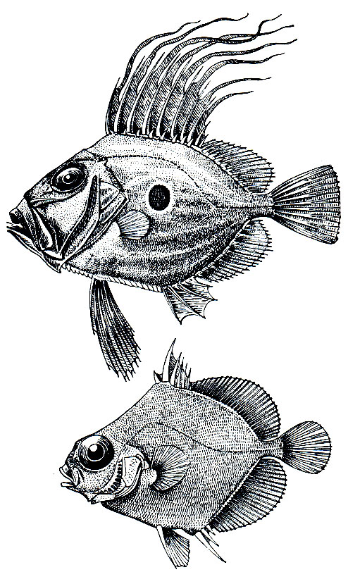 . 156.   (Zeus faber) -    - (Allocyttus rhomboidalis)
