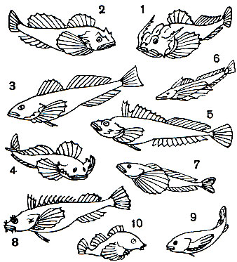  48. : 1 -   (Enophrys diceraus); 2 -   (Myoxocephalus scorpius); 3 -   (Gymnacanthus herzensteini); 4 -  (Alcichthys elongatus); 5 -   (Hemilepidotus gilberti); 6 -   (Comephorus baicalensis); 7 -  (Gottocomephorus grewingki); 8 -  (Hemitripterus villosus); 9 -  - (Ebinania vermiculata); 10 -  (RhampbocOttus richordsoni)