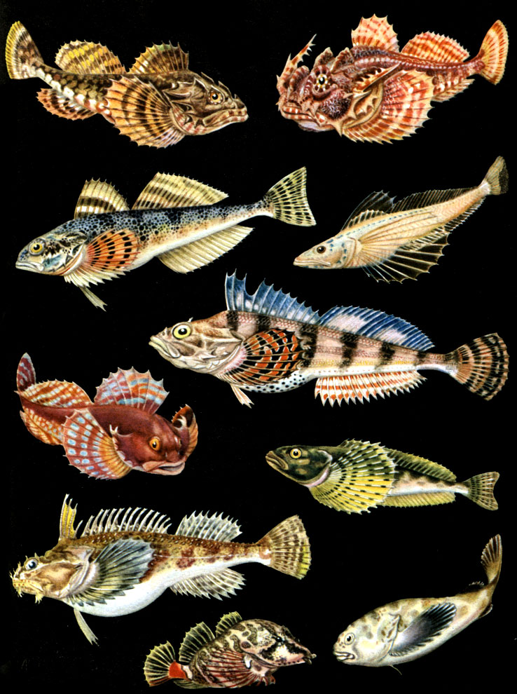  48. : 1 -   (Enophrys diceraus); 2 -   (Myoxocephalus scorpius); 3 -   (Gymnacanthus herzensteini); 4 -  (Alcichthys elongatus); 5 -   (Hemilepidotus gilberti); 6 -   (Comephorus baicalensis); 7 -  (Gottocomephorus grewingki); 8 -  (Hemitripterus villosus); 9 -  - (Ebinania vermiculata); 10 -  (RhampbocOttus richordsoni)
