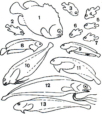  49. ,  ,  - ,   : 1 -  (Cyclopterus lumpus), ; 2 - , ; 3 -   (Eumicrotremus spinosus); 4 -   (. pacificus); 5 -  (Pelagocyclus vitiazi); 6, 7 -   (Cyclopsis awae); 8 -   (Liparis montagui); 9 -   (L. liparis); 10 -   (Careproctus reinhardti); 11 -   (Liparis punctulatus); 12 -  (Rhodichthys regina); 13 -   (Careproctus amblystomopsis)