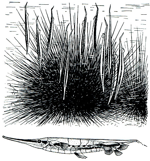 . 157.   (Aeoliscus strigatus).  -     