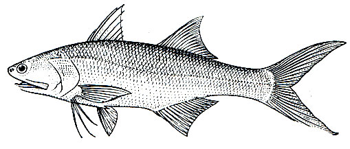 . 159.   (Eleutheronema tetradactylum)