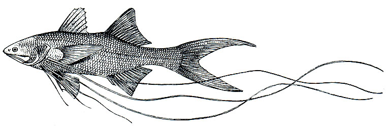 . 160.   (Polynemus paradiseus)