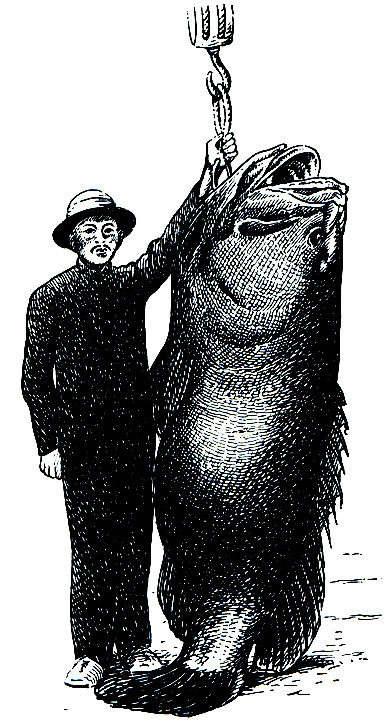 . 162.  (Epinephelus tauvina)
