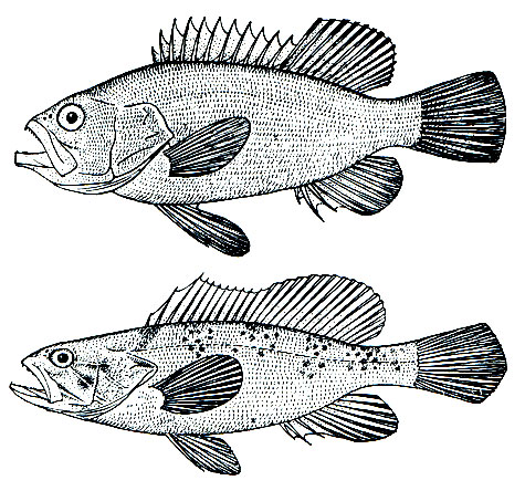 . 161.   (Epinephelus gigas)-     (. aeneus) - 