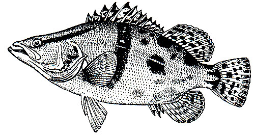 . 164.   (Siniperca chuatsi)