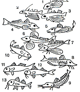  50. ,   , , : 1 -   (Dactylopterus volitans); 2, 3 -   (Dactyloptena orientalis); 4 -   (Trigla gurnardus); 5 -   (Prionotus evolans); 6 -   (Trigla lucerna); 7 -   (. lineata); 8 -   (. pini); 9 - ,    (Peristedion orientalis); 10 -  -  (Upeneus bensasi); 11, 13 -    (Mullus barfa atus); 12 -   (. surmuletus)