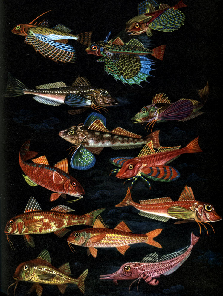  50. ,   , , : 1 -   (Dactylopterus volitans); 2, 3 -   (Dactyloptena orientalis); 4 -   (Trigla gurnardus); 5 -   (Prionotus evolans); 6 -   (Trigla lucerna); 7 -   (. lineata); 8 -   (. pini); 9 - ,    (Peristedion orientalis); 10 -  -  (Upeneus bensasi); 11, 13 -    (Mullus barfa atus); 12 -   (. surmuletus)
