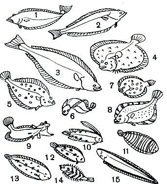  51. : 1, 2 -   (Reinhardtius hippoglossoides)     ; 3 -  ,   (Hippoglossus hippoglossus); 4 -  (Scophthalmus maeoticus); 5 -   (Pleuronectes platessa)   ; 6, 9 -   (Limanda aspera); 7 -   (Bothus lunatus); 8 -   (Platichthys stellatus); 10 -   (Samaris cristatus); 11 -   (Zebrias regani); 12 -  (Ancylopsetta quadriocellata); 13 -    (Solea vulgaris); 14 -  ,     (Phrynorhombus norvegicus); 15 -   (Cynoglosus marleyi)