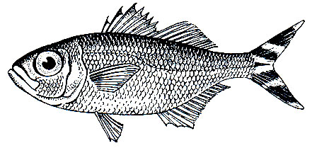 . 167.   (Kuhlia taeniura)