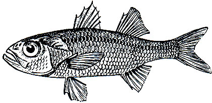 . 168.   (Acropoma japonicum)